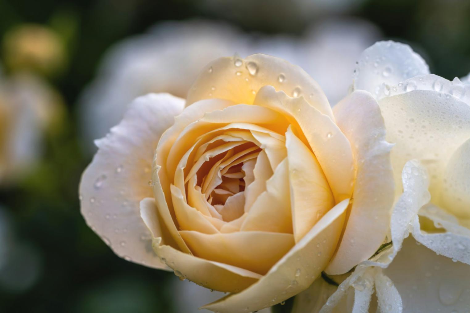 Professional consultation session showing strategic planning materials and floral design elements